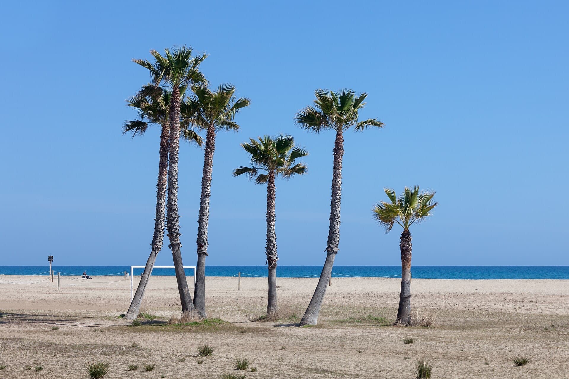 Palm trees on the sandy beach at Coma-ruga under a clear blue sky