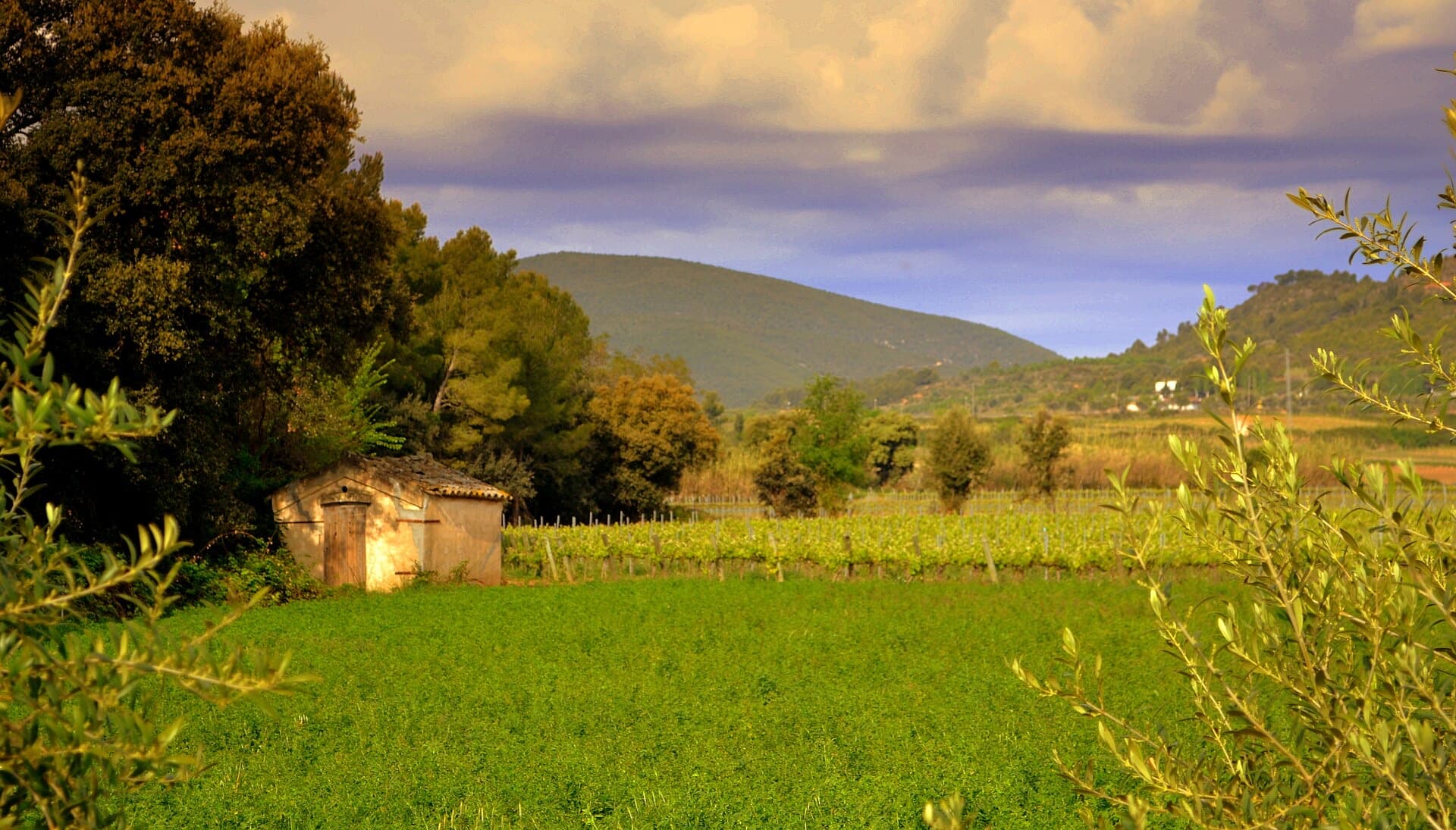 Rolling vineyards in the Penedès wine region